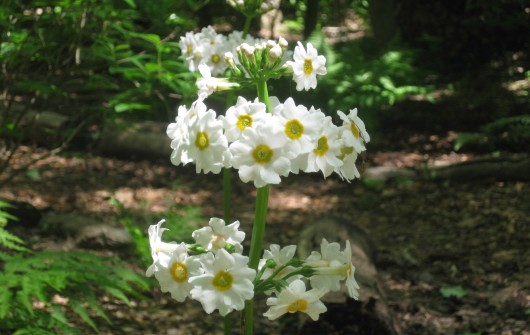 A Sexy Plant: Primula japonica A Sexy Plant: Primula japonica