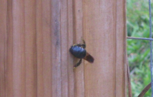 One Way to Deal with Carpenter Bees One Way to Deal with Carpenter Bees