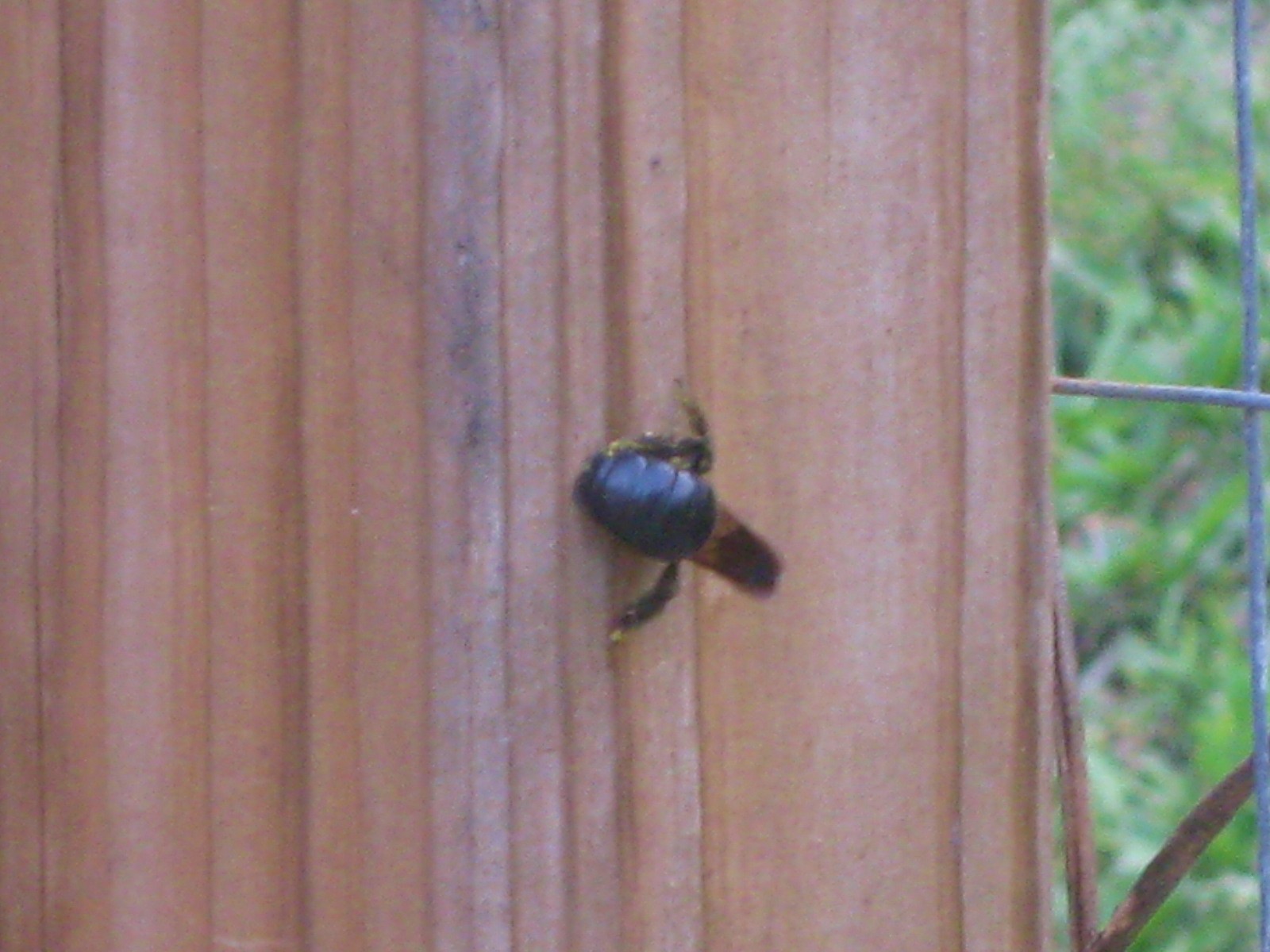 What is an effective carpenter bee treatment?