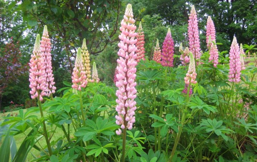 Success with Lupines Success with Lupines