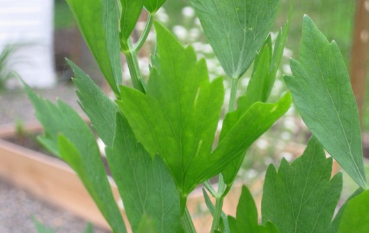A Great Herb: Lovage