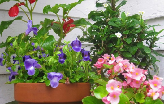 Summer Vacation for Houseplants Summer Vacation for Houseplants