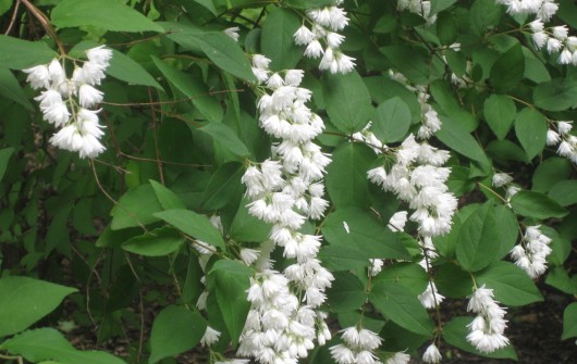 An Old-Fashioned Shrub: Deutzia scabra An Old-Fashioned Shrub: Deutzia scabra