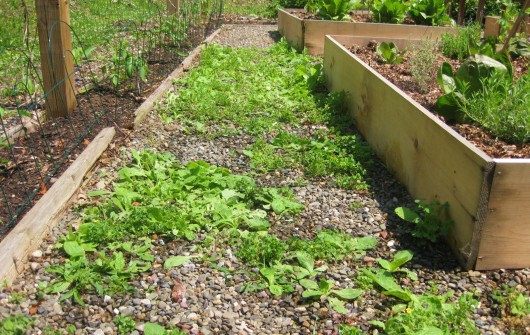 Got Weeds? Use Vinegar, Not Roundup