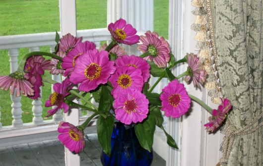 Garden Flowers on House-Duty