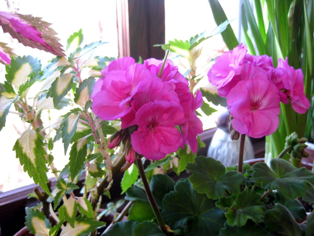 How I Prepare Geraniums for WinterBloom