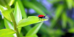 Waging War on the Lily Leaf Beetle