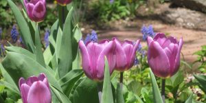 How to Protect Bulbs from Squirrels