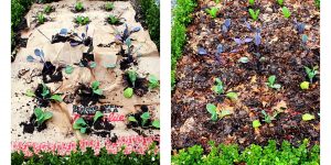 No Weeds: How I Plant Seeds and Seedlings Through Paper