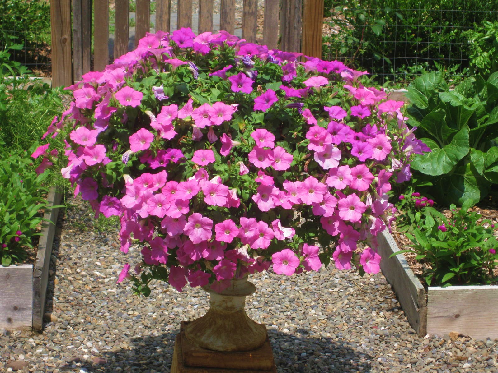 How To Propagate Petunias, Wax Begonias & Impatiens for Winter Bloom Indoors