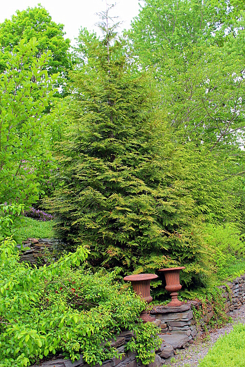 Need Privacy? Plant Thuja ‘Green Giant’