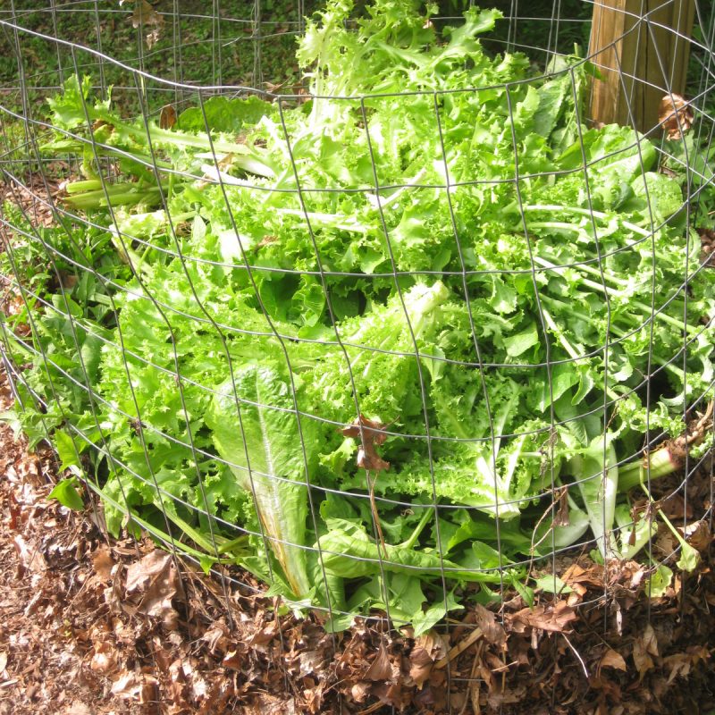 My Wire-Mesh Composting-System
