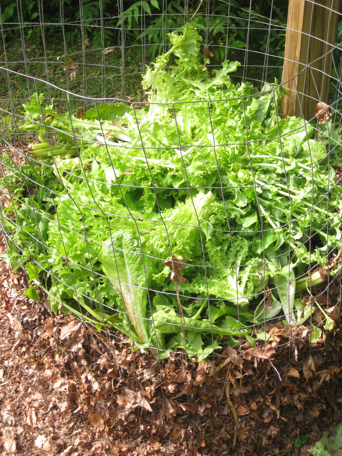 My WireMesh CompostingSystem Kevin Lee Jacobs