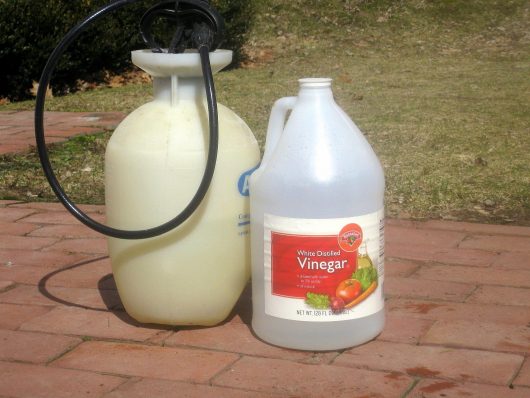 vinegar and pump sprayer