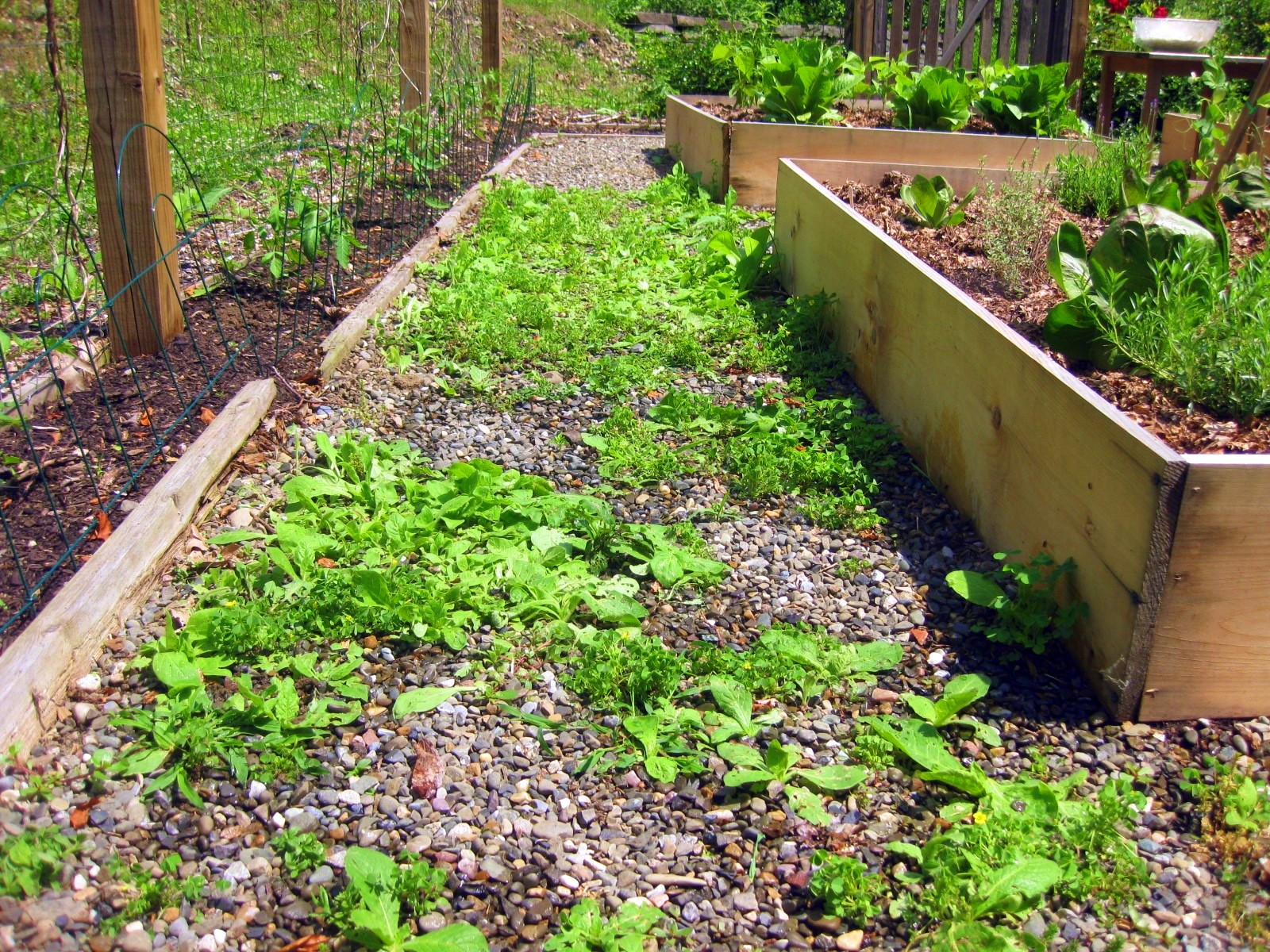 Image of Close-up of dead weeds after vinegar treatment