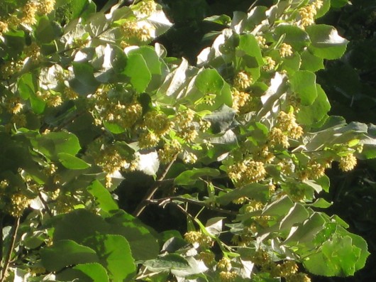 Linden tree flowers