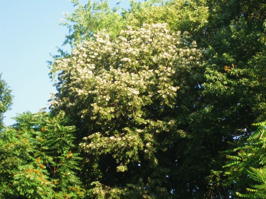 The Fragrant Linden Tree