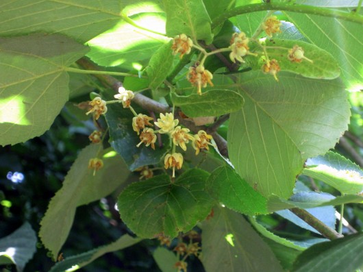 The Fragrant Linden Tree 