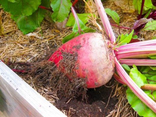 vegetables to plant in July for autumn harvest