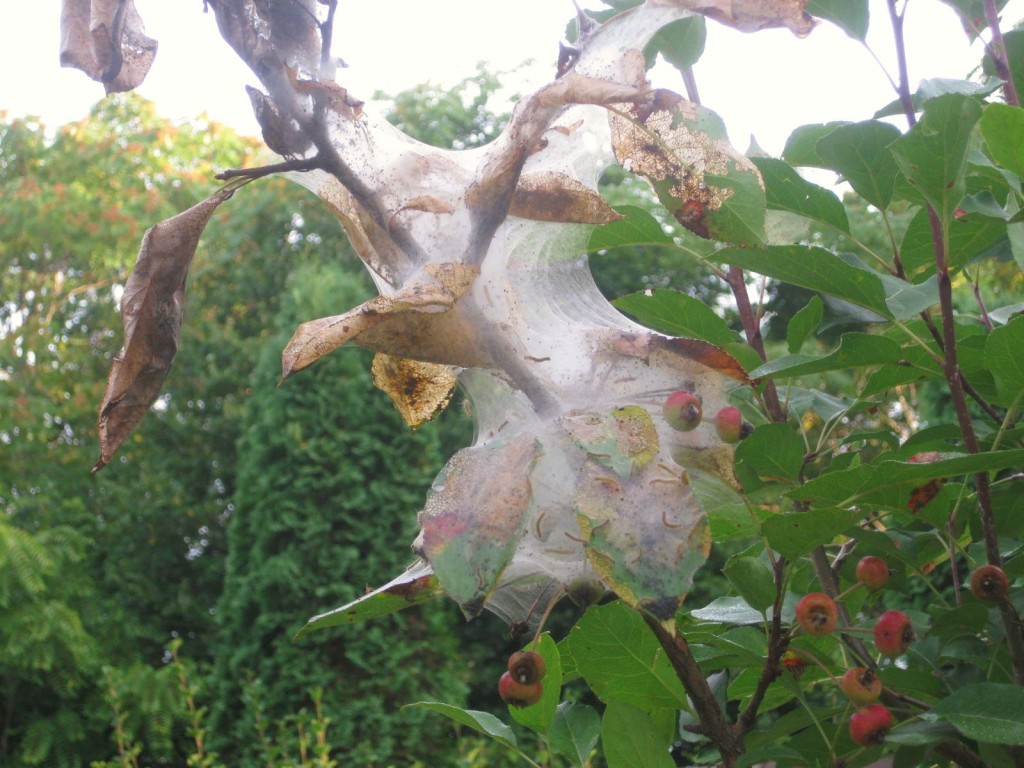 The Fall worm Kevin Lee Jacobs