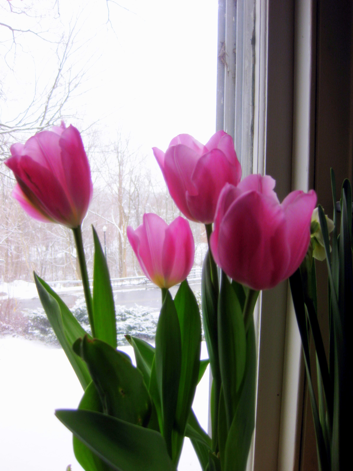 How I Force Tulips for Winter Bloom