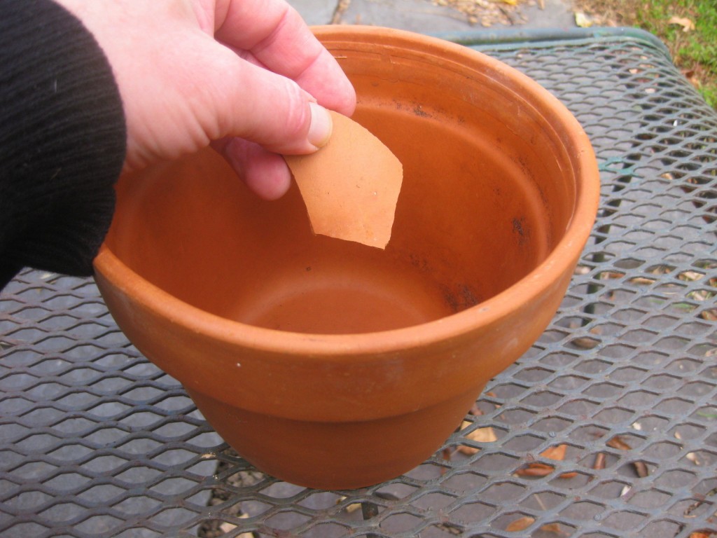 How I Force Tulips for Winter Bloom Kevin Lee Jacobs