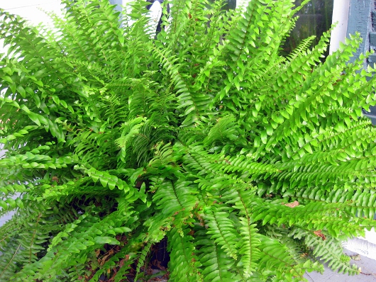 How to Divide & Conquer the Boston Fern