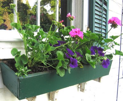 Glorious Geraniums, Part One: Zonals Big and Small