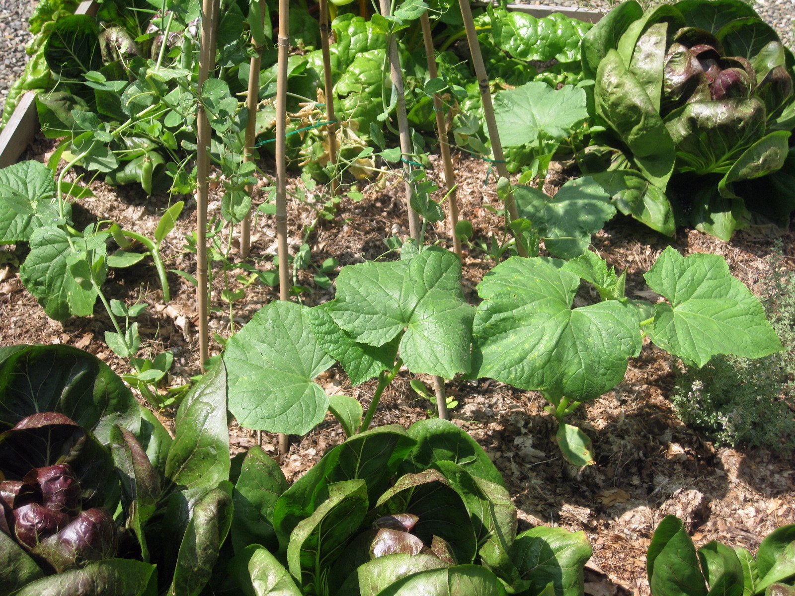 Veggies What to Plant in July