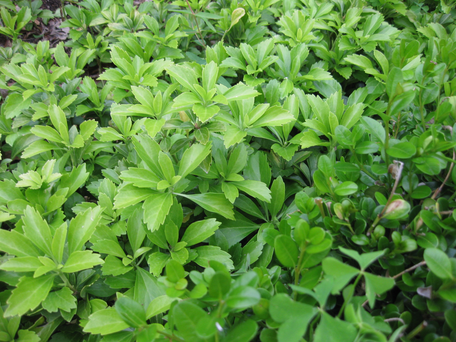 Pachysandra: Exploding the "Shade-Only" Myth