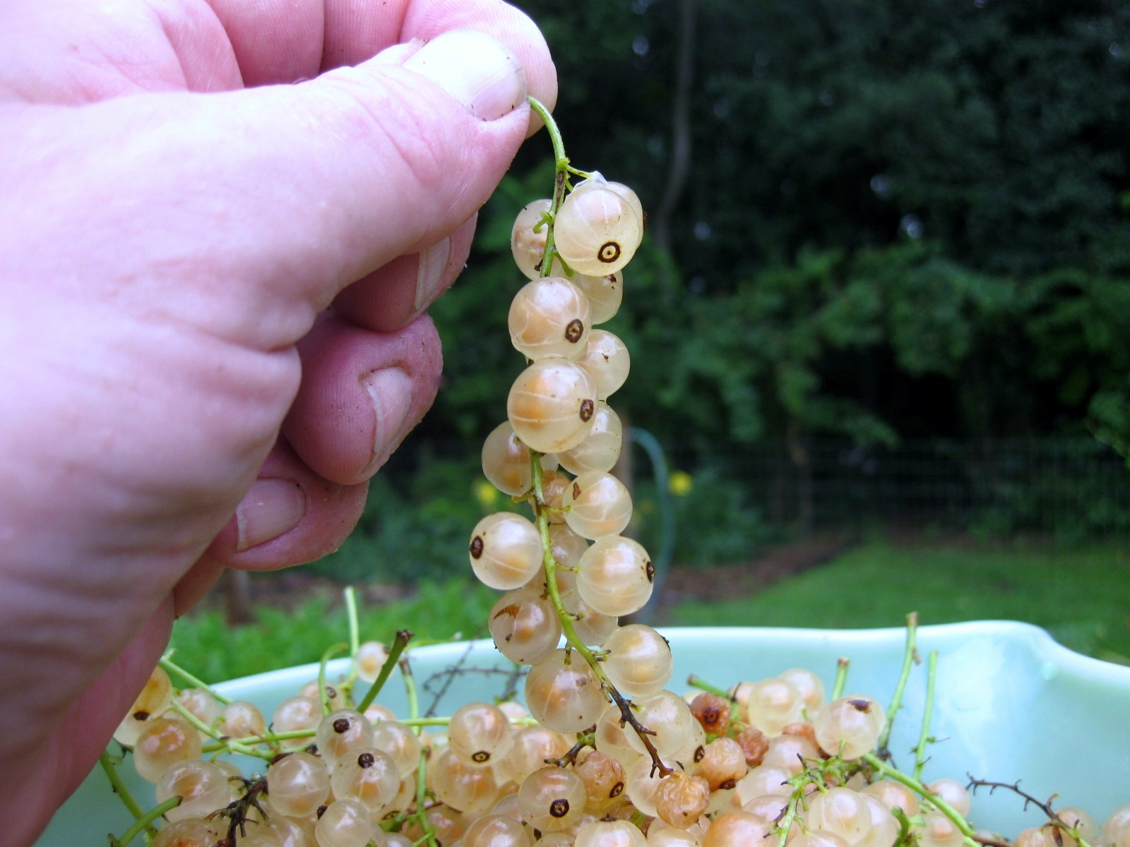 Edible Pearls: Ribes 'Blanca' – Kevin Lee Jacobs