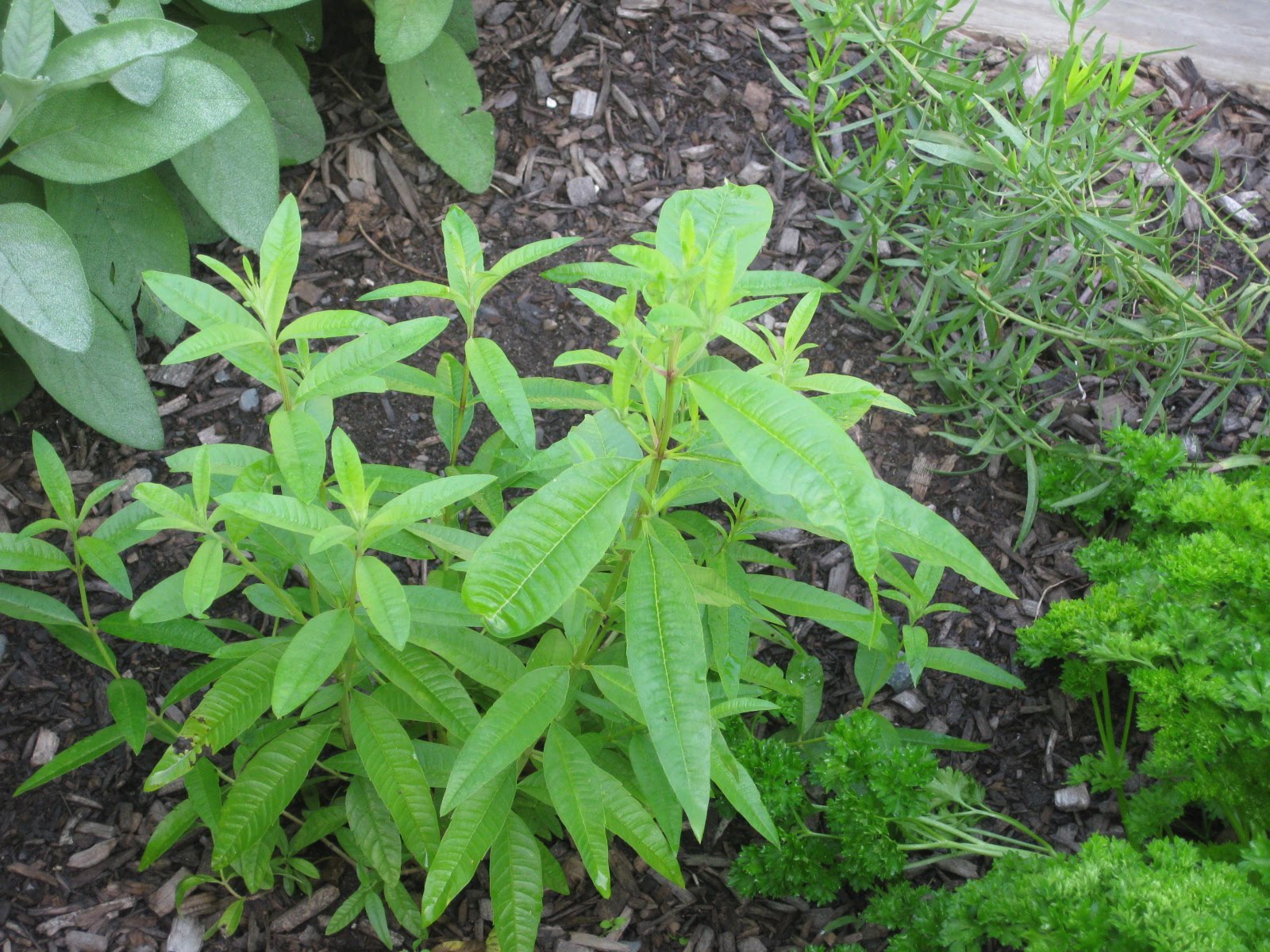 A Great Herb: Lemon Verbena