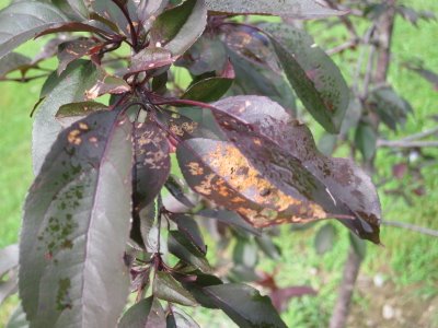 Spots on Crabapple Leaves: What's Playing Malice With My Malus?