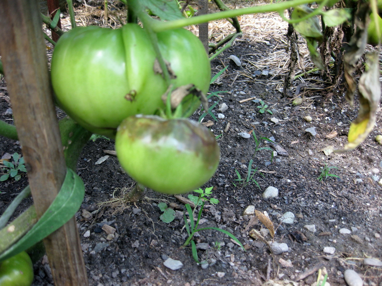 Oh, No! Late Blight on My Tomatoes