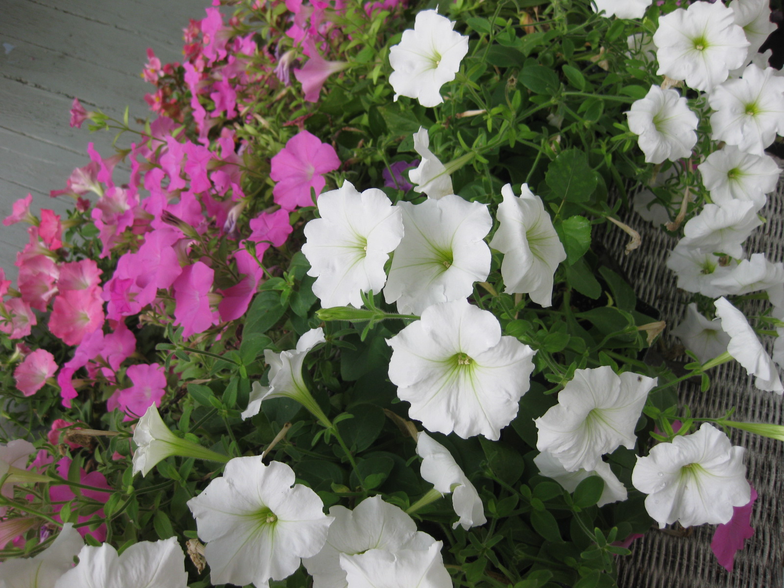 Tip: First Aid for Weary Petunias