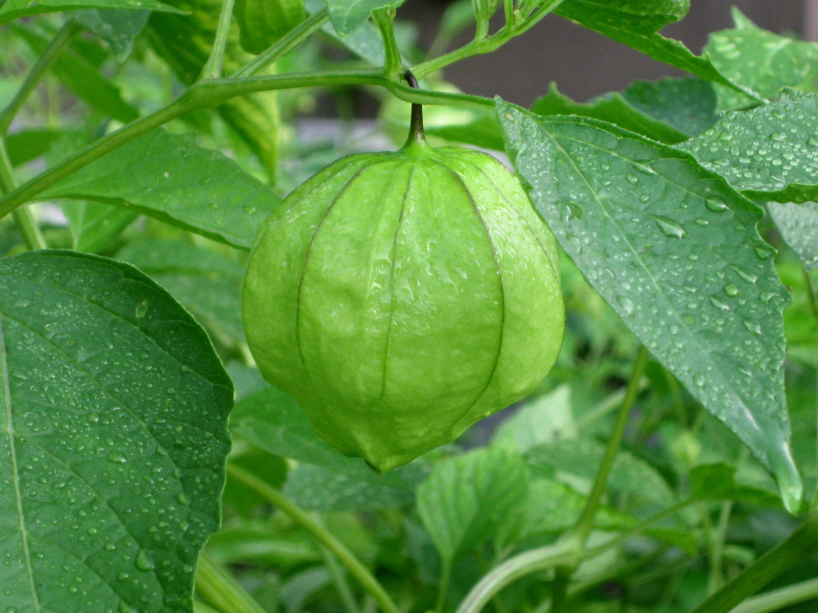Gift-Wrapped Tomatoes: Tomatillos