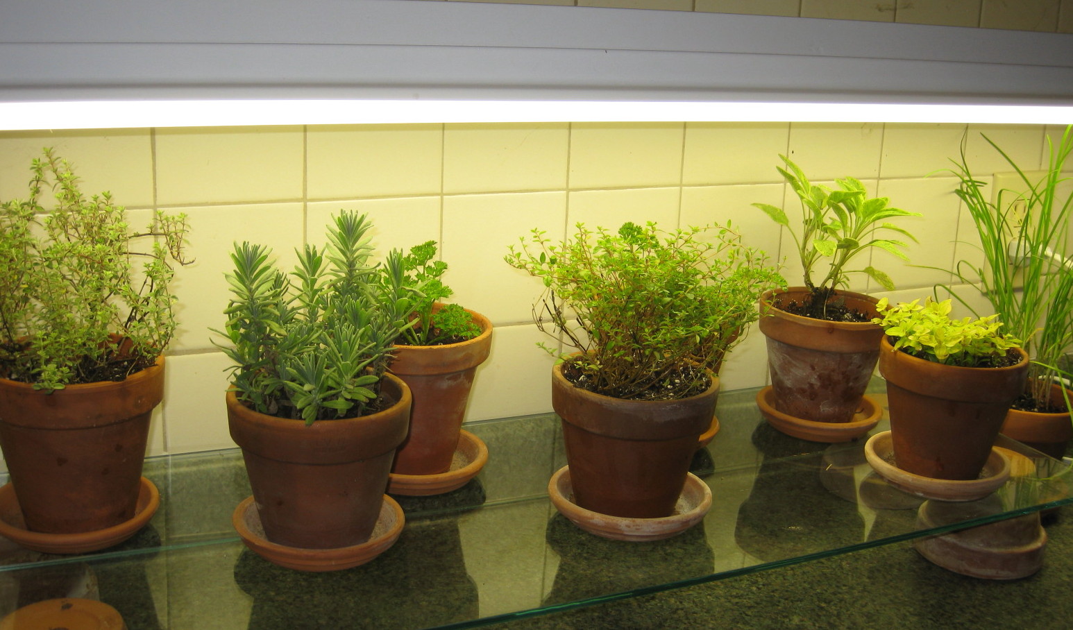 Kitchen Counter Herb Garden