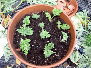 Fragrance, and Gift-Plants, Too: How to Propagate Scented Geraniums (Pelargoniums)