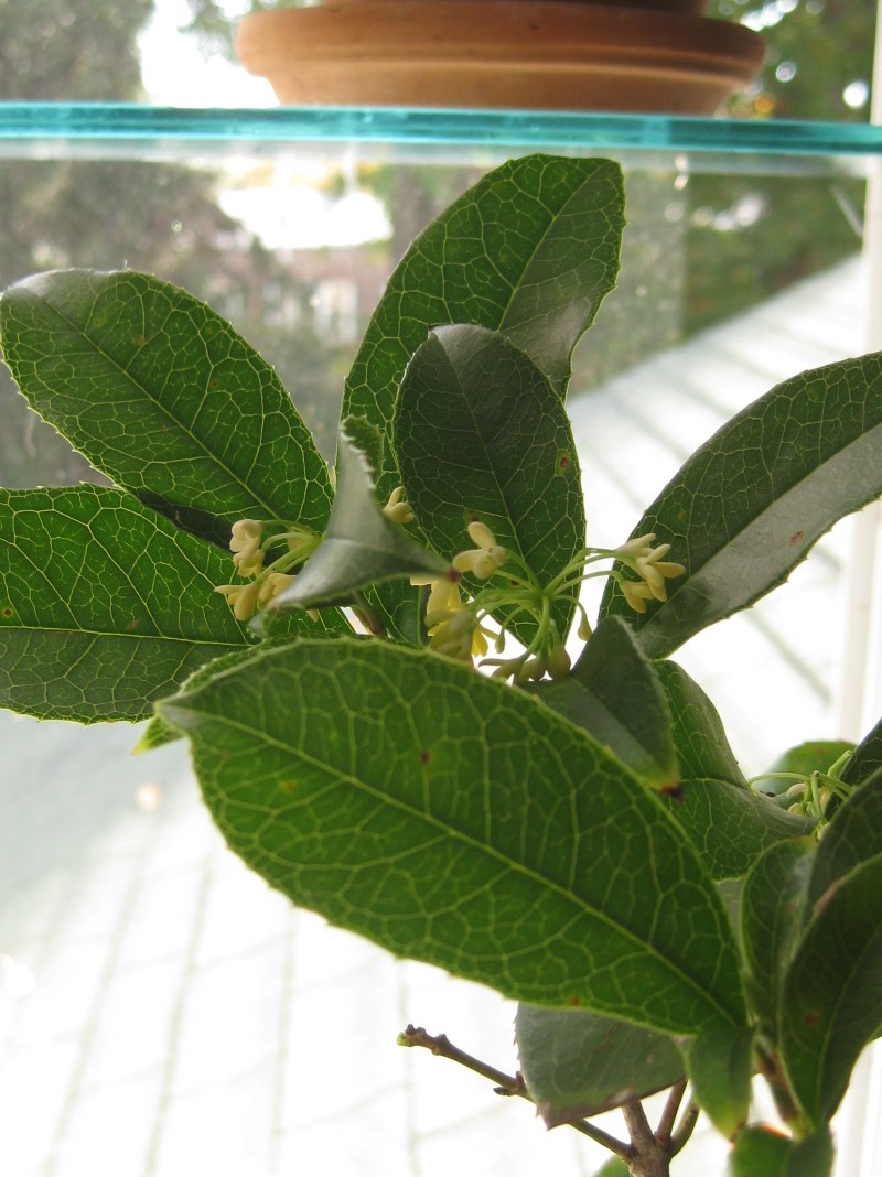 Meet the Everblooming Sweet Olive (Osmanthus fragrans)