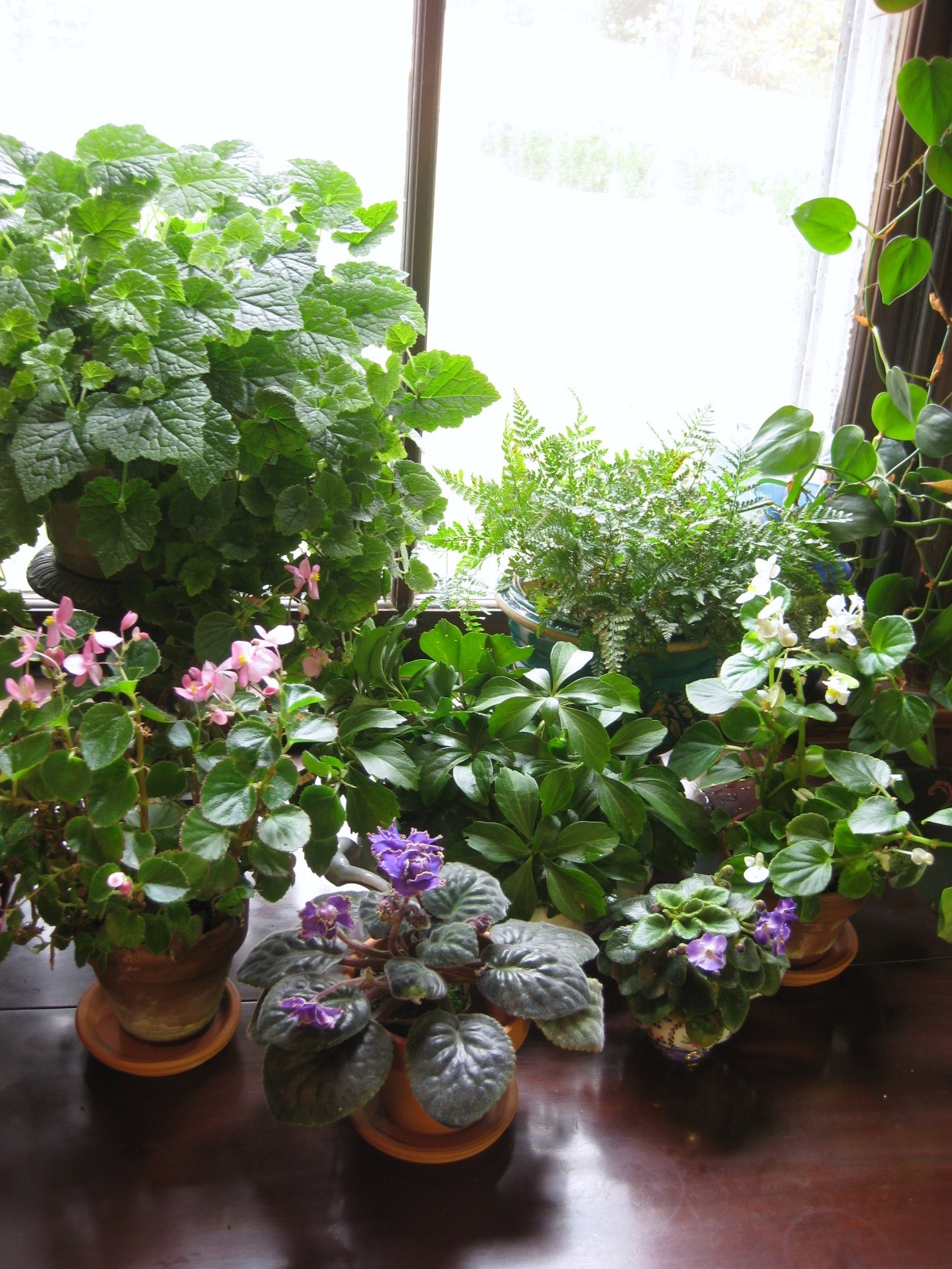 Flowers & Foliage for a Bright North Window