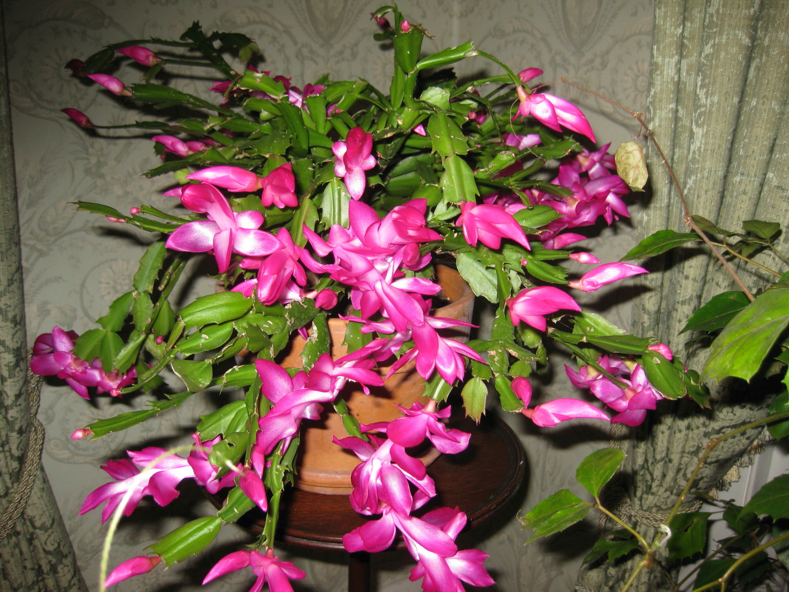 Details about   3 Red Thanksgiving Cactus unrooted cuttings