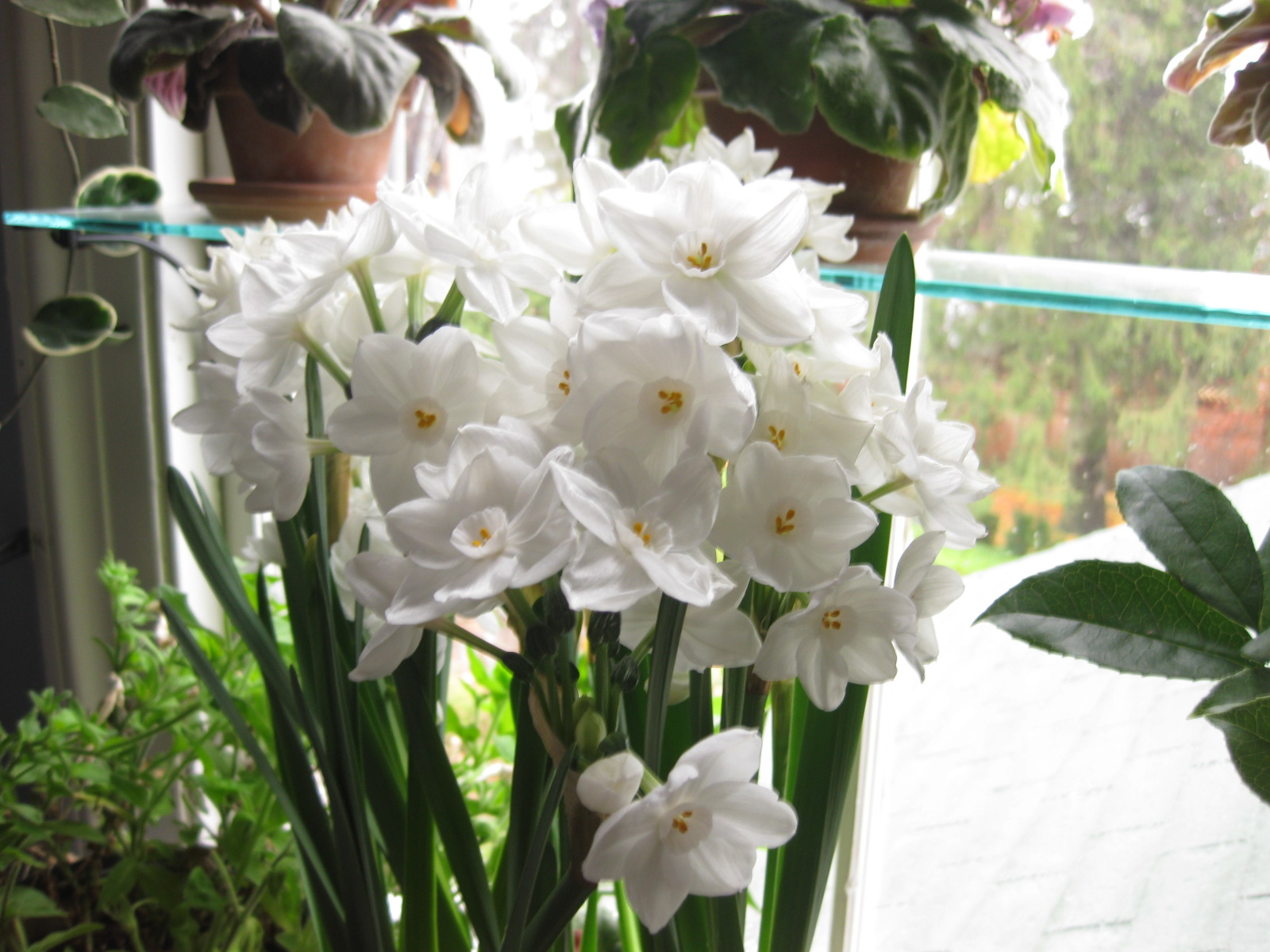 Pickled Paperwhites (Narcissus grandiflora)