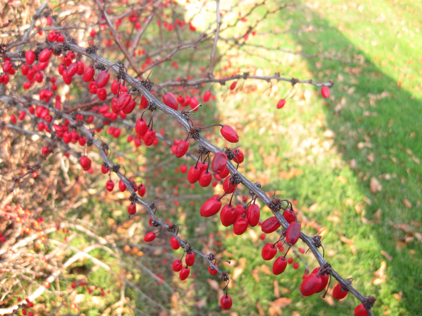 For the Birds: Red-Berried Trees, Shrubs & Vines