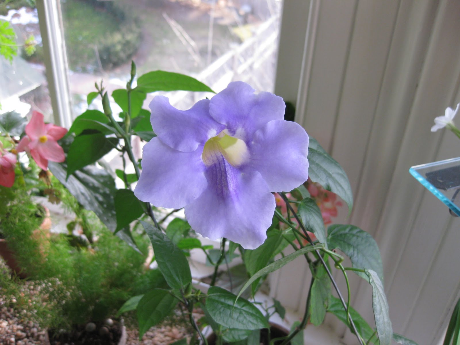 Thunbergia Grandiflora "Blue Sky Flower"