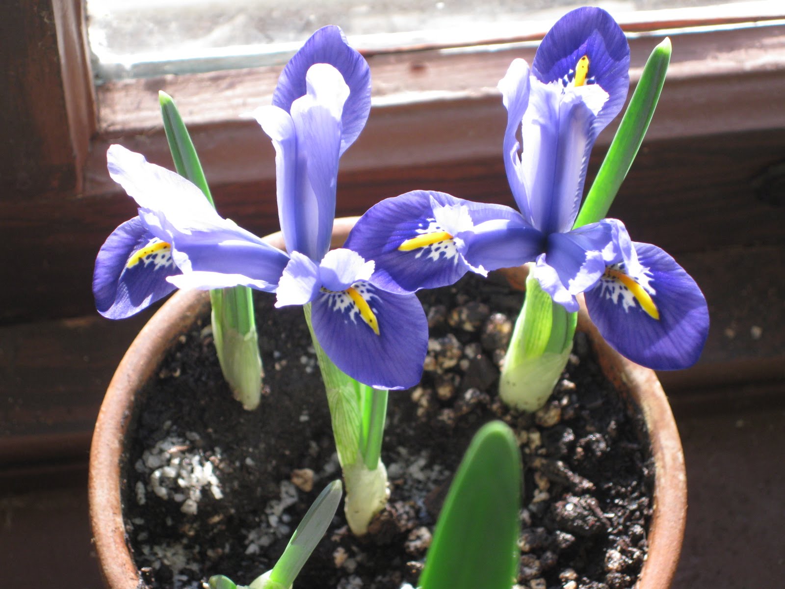 Photo Gallery Blooming Bulbs for February
