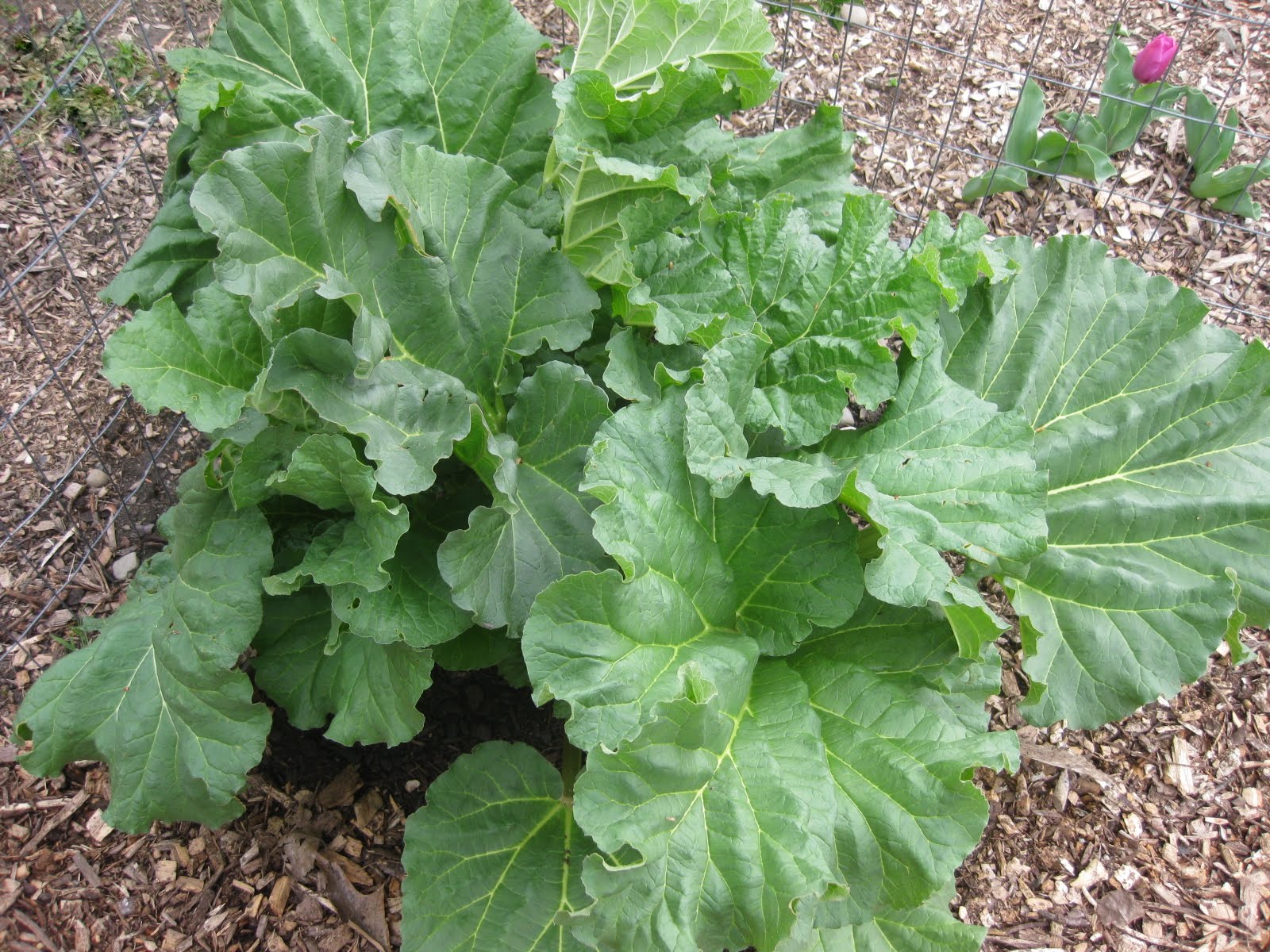 How To Plant, Grow & Harvest Rhubarb