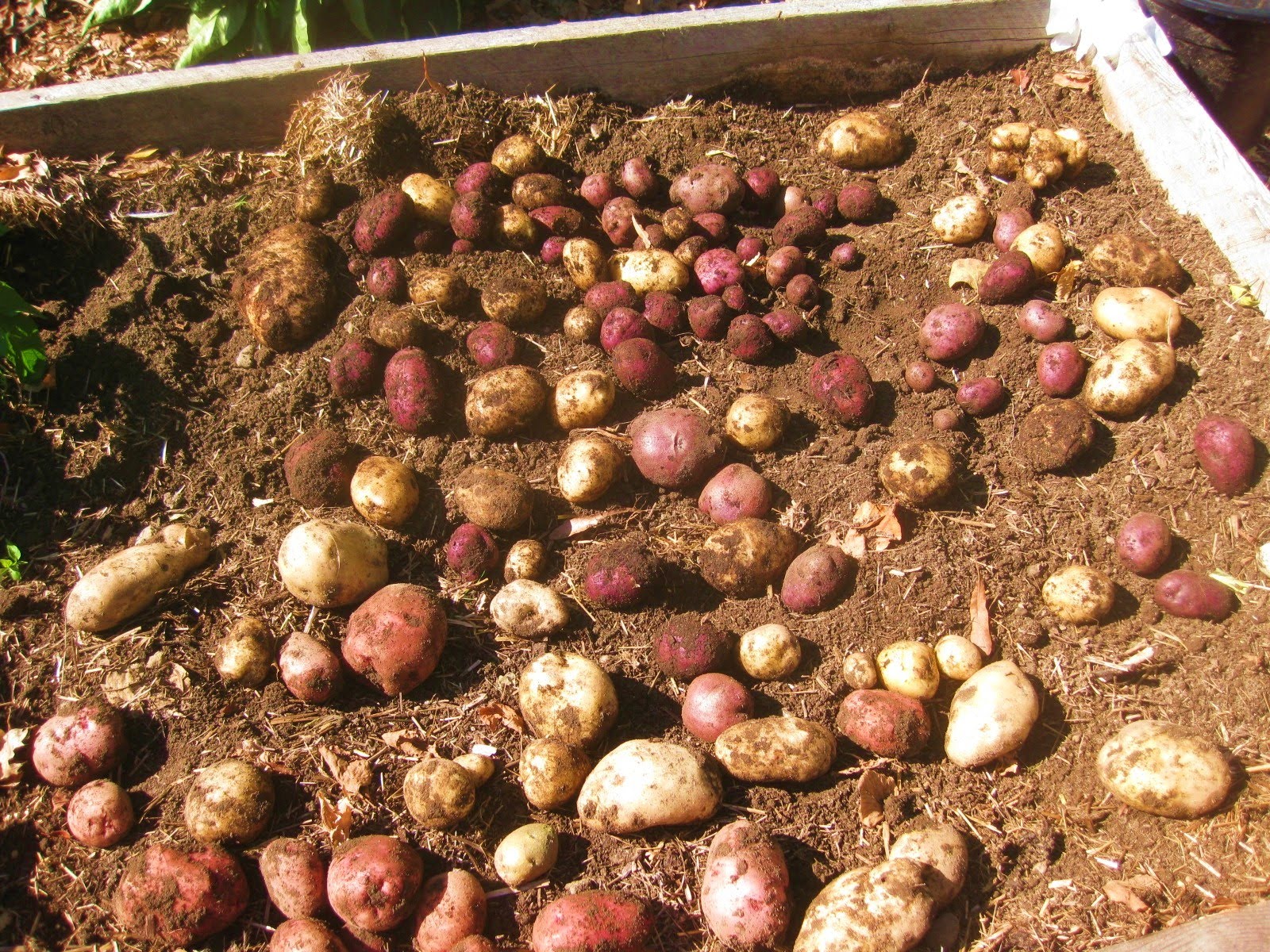 Growing Better Potatoes