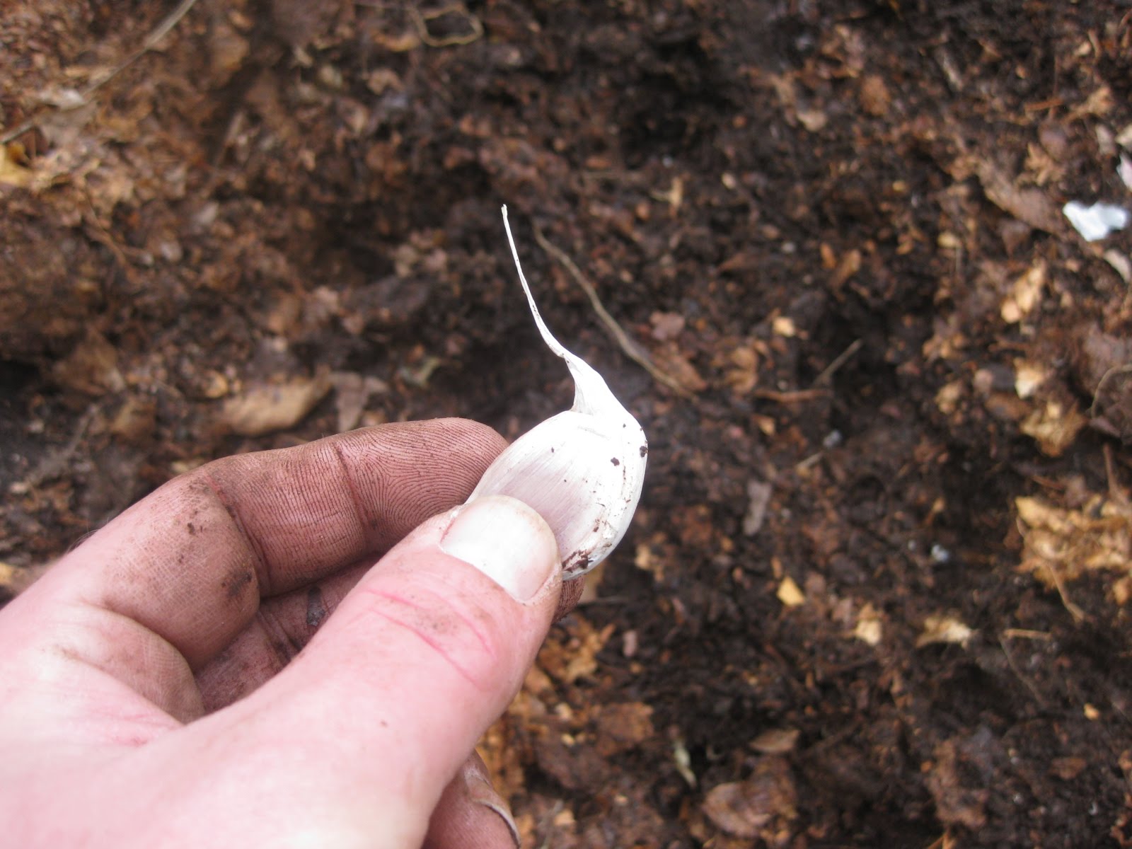 My Garlic Sowing-and-Growing Guide