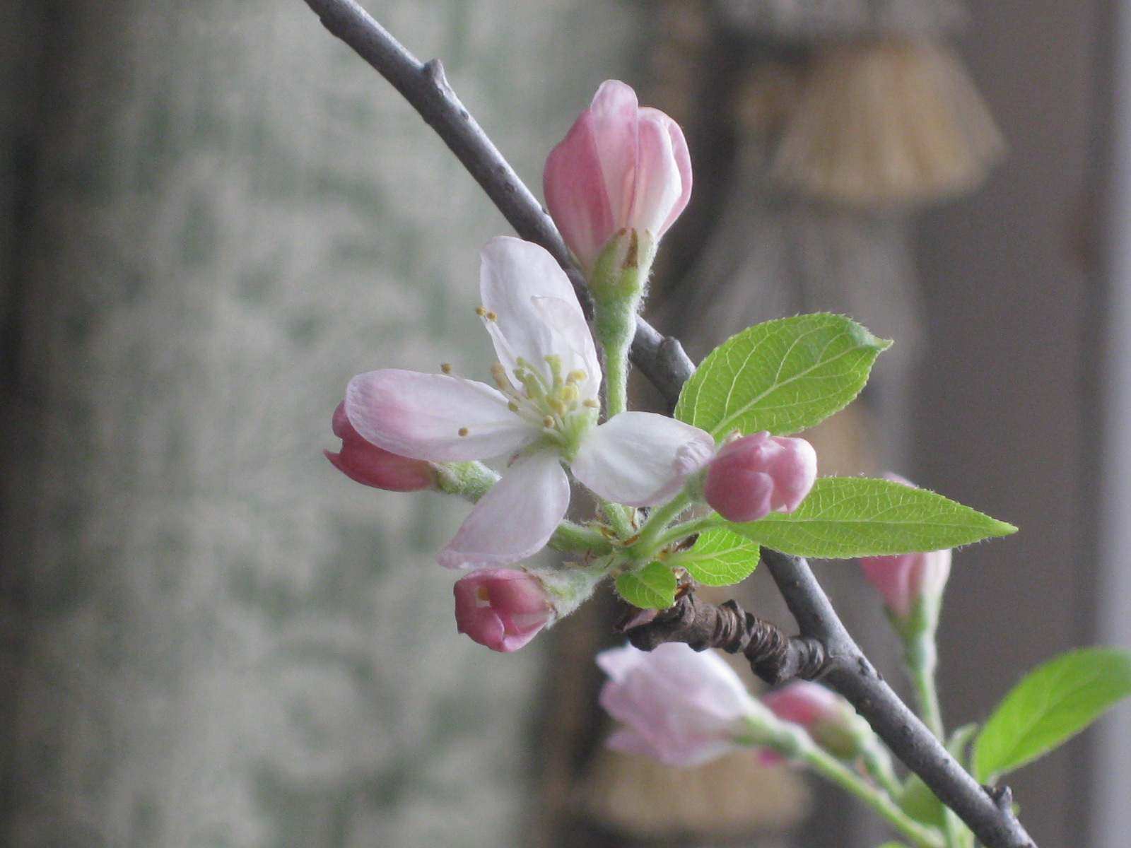Apple Blossoms in February