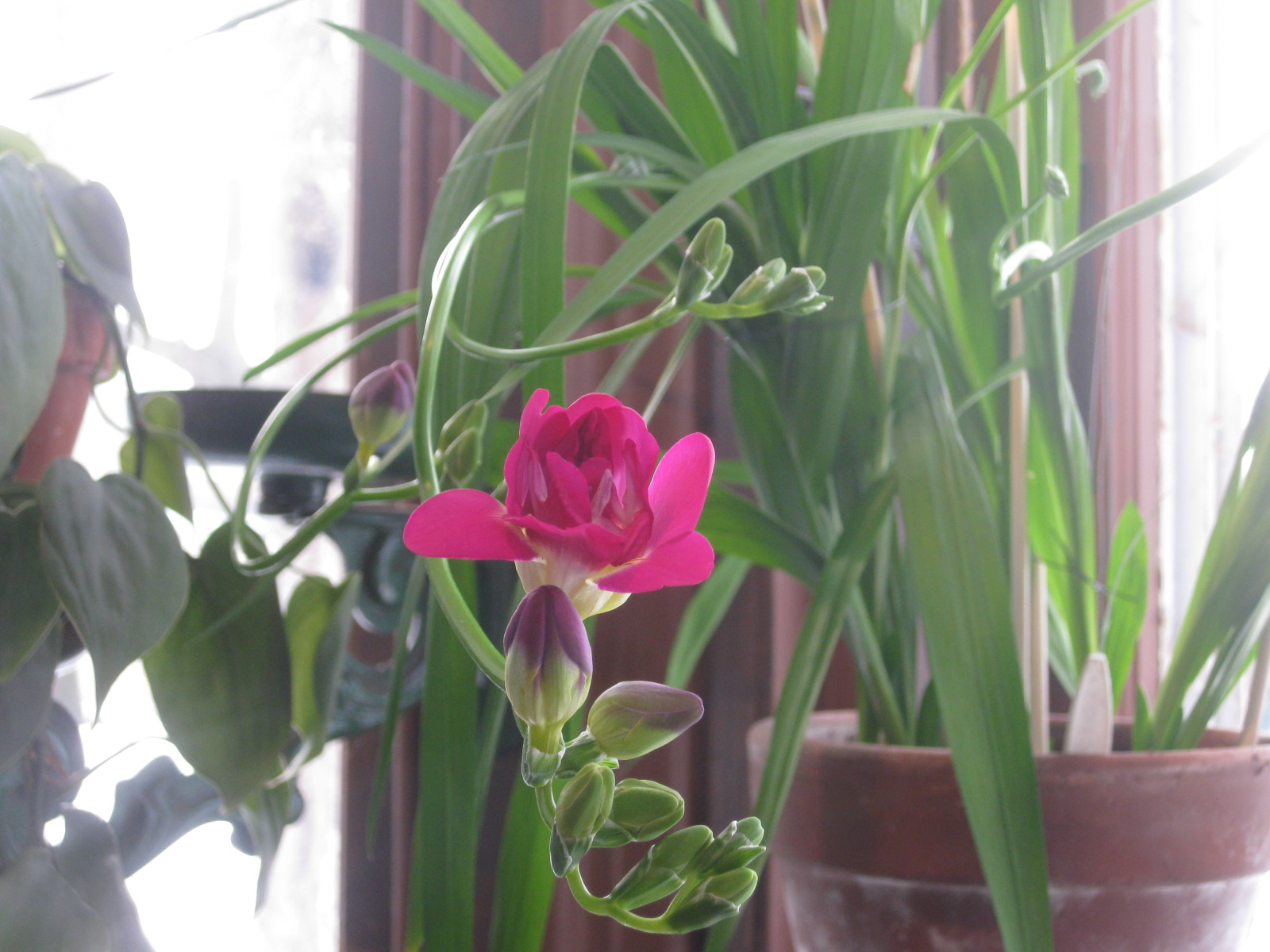 Freesia at Last!